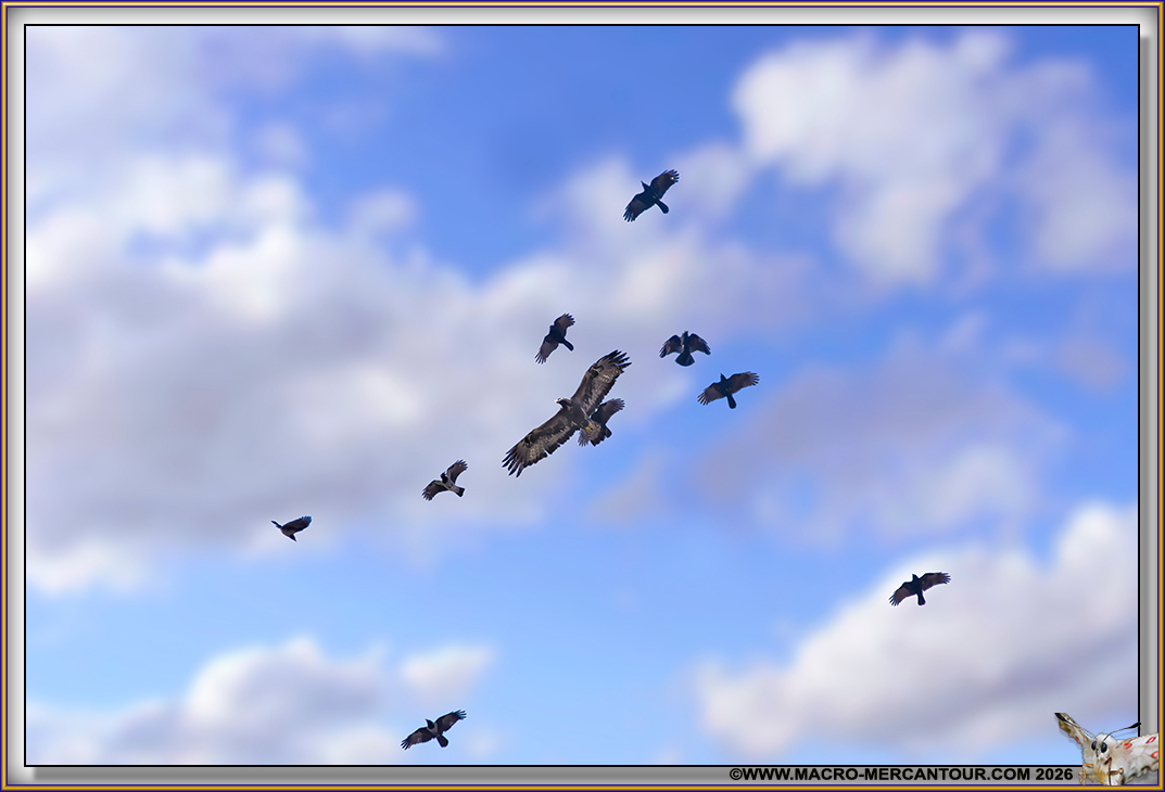 BUSE variable 
